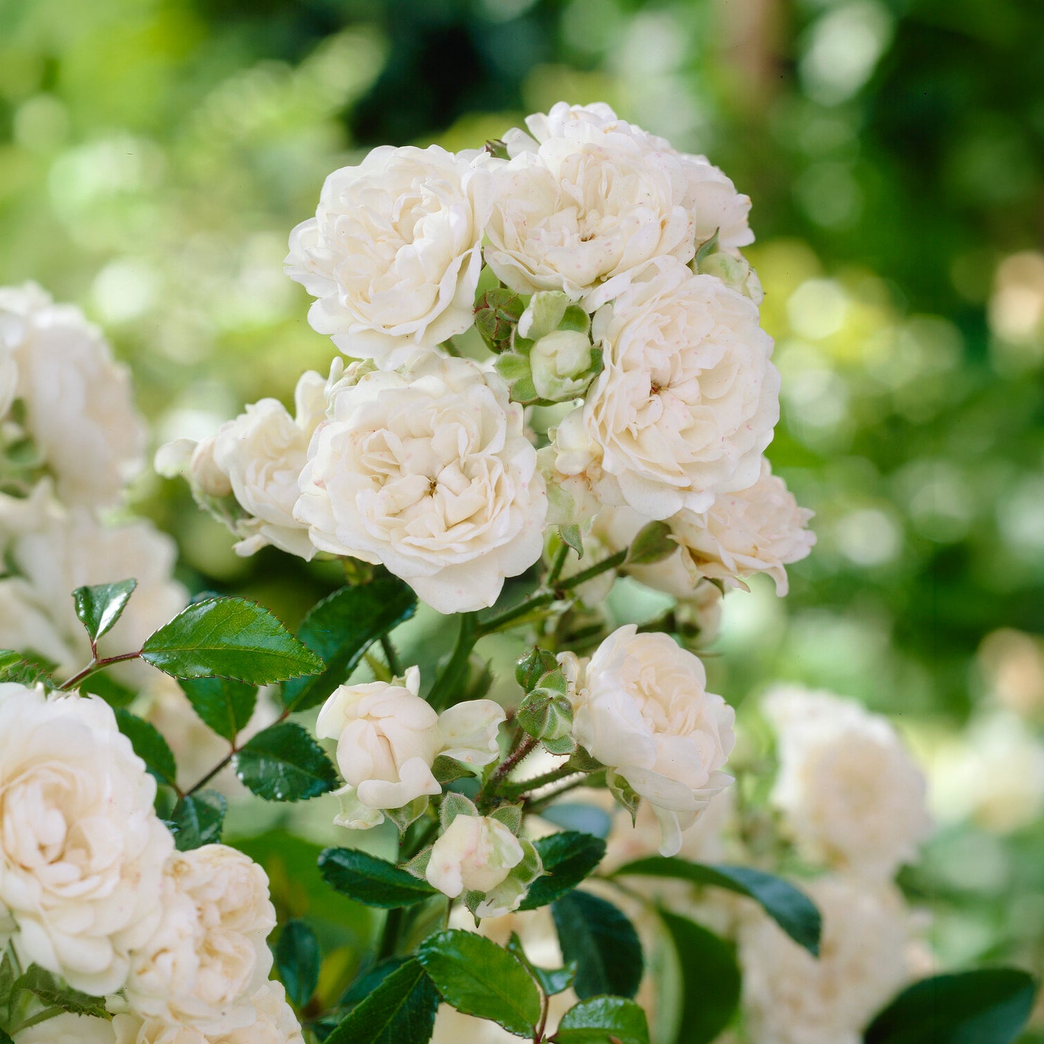 Rosier 'Crystal Fairy' - Rosa crystal fairy ® - Bakker