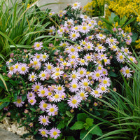 Aster ageratoides Stardust - 3 Astères nains d'automne Stardust - Aster