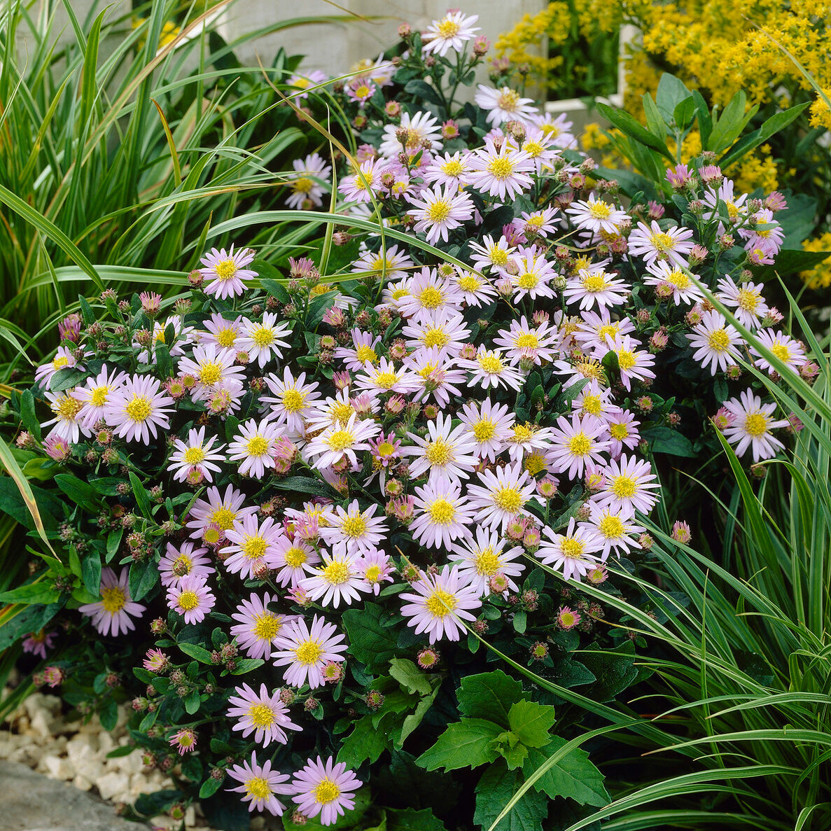 Aster ageratoides Stardust - Astère nain d'automne Stardust - Aster