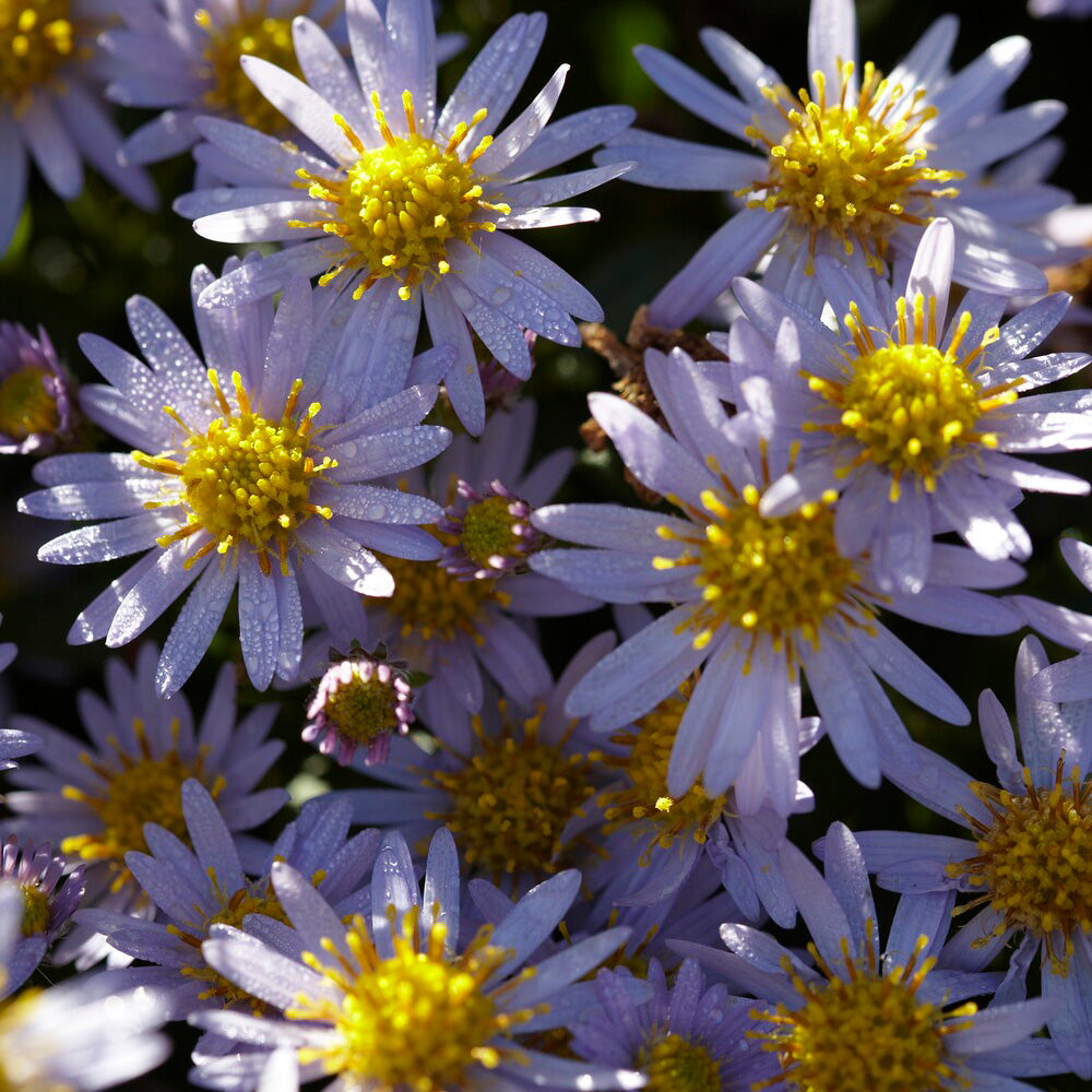 Aster - Astère nain d'automne Stardust - Aster ageratoides Stardust