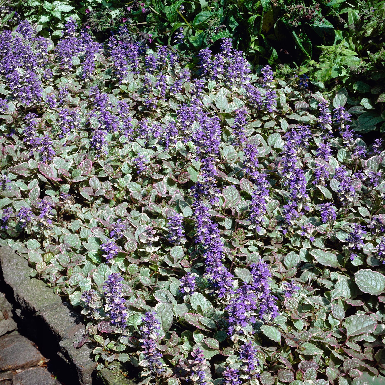 Bugle rampante Burgundy Glow - Bakker