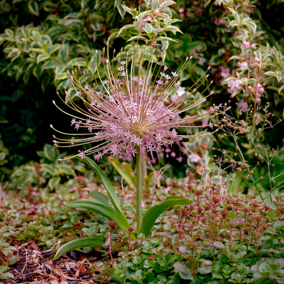 5 Alliums Schubertii - Bakker