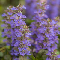 Plantes vivaces - 3 Bugles rampantes Atropurpurea - Ajuga reptans Atropurpurea