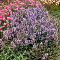 Ajuga reptans Atropurpurea - 3 Bugles rampantes Atropurpurea - Plantes vivaces