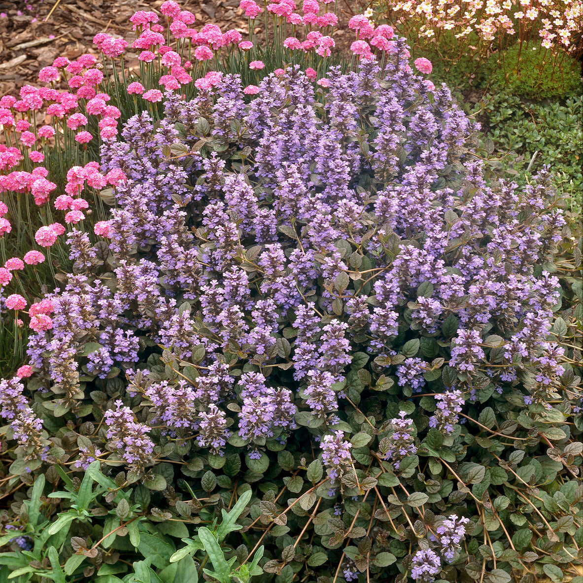 Bugle - Bugle rampante Atropurpurea - Ajuga reptans Atropurpurea