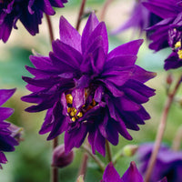 Vente Ancolie Hybride 'Blue Barlow' - Aquilegia vulgaris Blue Barlow