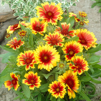 Plantes vivaces - Gaillarde Kobold - Gaillardia aristata Kobold