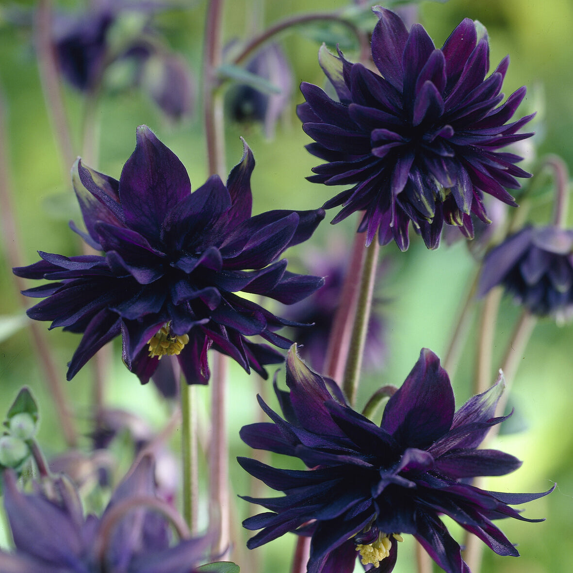 Ancolie des jardins 'Black Barlow' - Ancolie - Bakker
