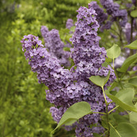 Lilas commun - Syringa vulgaris Andenken an Ludwig Späth - Bakker