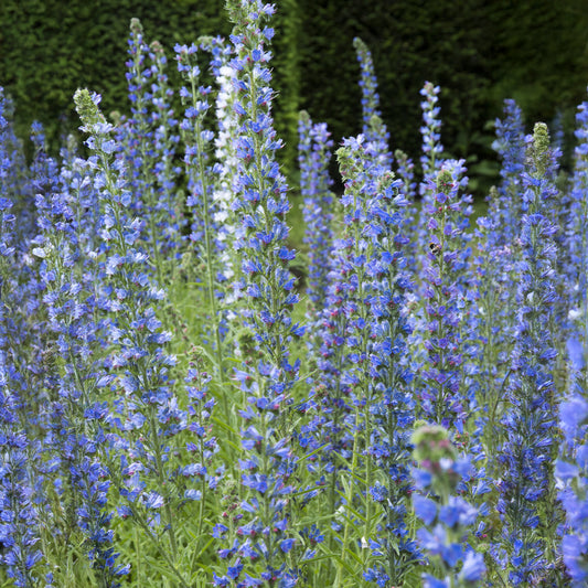 Vipérine commune - Bakker