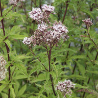 Eupatoire chanvrine - Eupatorium cannabinum - Bakker