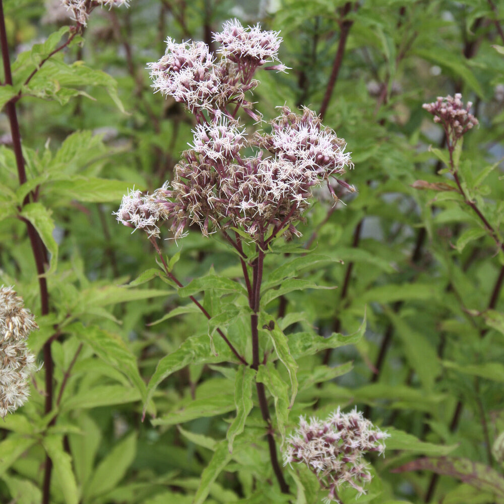 Eupatoire chanvrine - Eupatorium cannabinum - Bakker