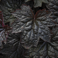 Heuchère 'Palace Purple' - Heuchera micrantha Palace Purple - Bakker