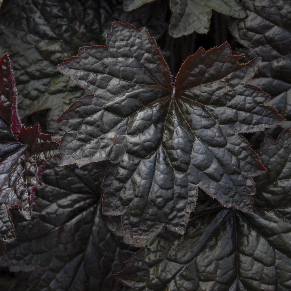 Heuchère 'Palace Purple' - Heuchera micrantha Palace Purple - Bakker