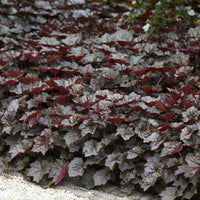 Plantes vivaces - Heuchère 'Palace Purple' - Heuchera micrantha Palace Purple