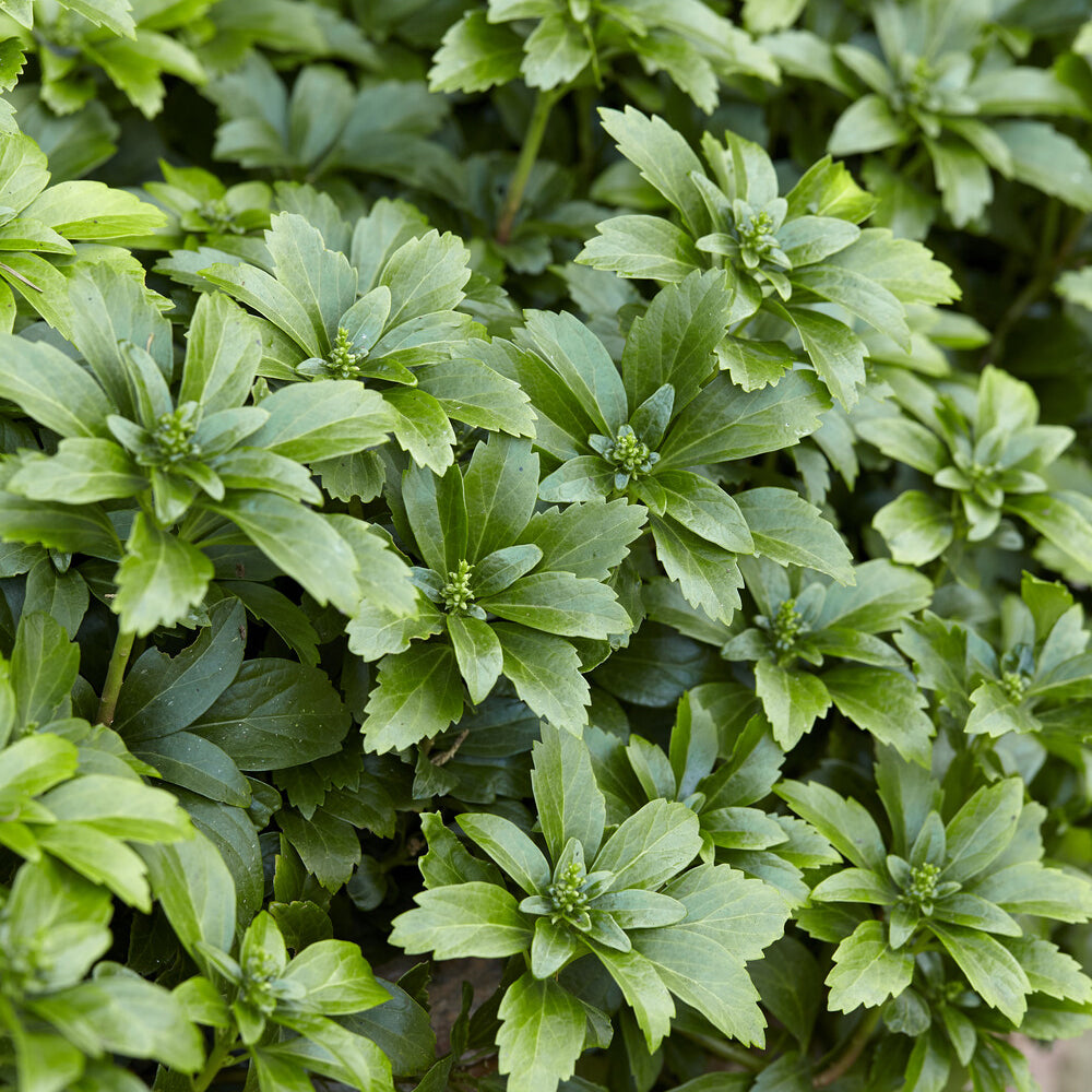 Vente Pachysandre - Pachysandra terminalis