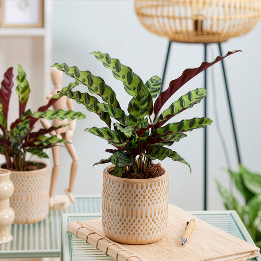 Calathea lancifolia 'Insigne' - Bakker