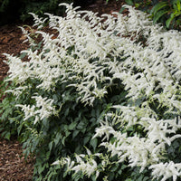 Vente Astilbe d'Arends 'Brautschleier' - Astilbe x arendsii Brautschleier