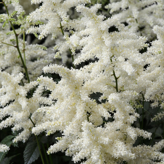 Astilbe d'Arends 'Brautschleier' - Bakker