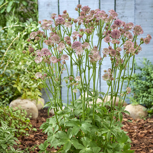 Astrance 'Roma' - Bakker