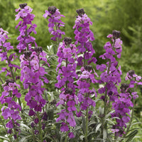 Plantes vivaces - Giroflée arbustive 'Bowles Mauve' - Erysimum linifolium Bowles Mauve