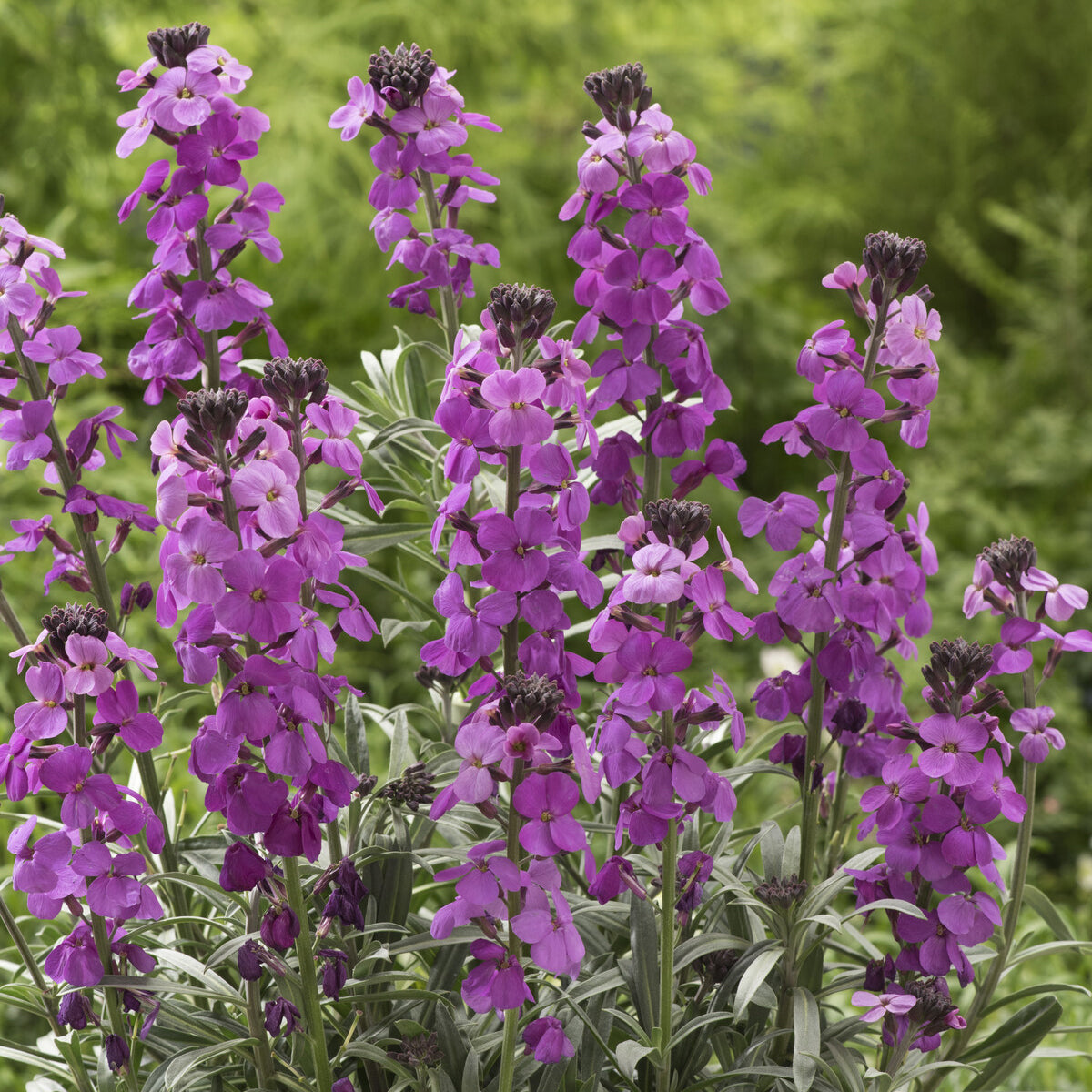 Vente Giroflée arbustive 'Bowles Mauve' - Erysimum linifolium Bowles Mauve