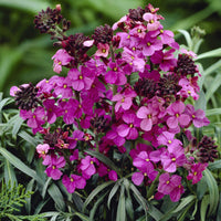 Giroflée arbustive 'Bowles Mauve' - Bakker