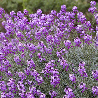 Vente Giroflée arbustive 'Bowles Mauve'