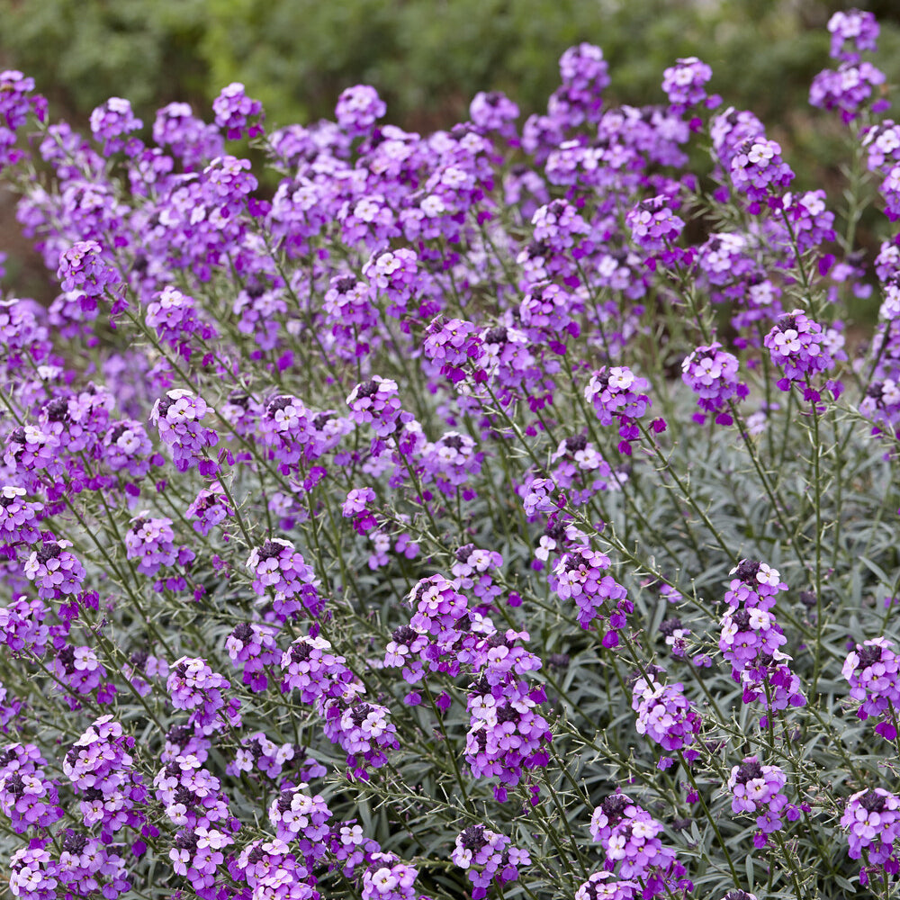 Giroflée arbustive 'Bowles Mauve' - Plantes vivaces - Bakker