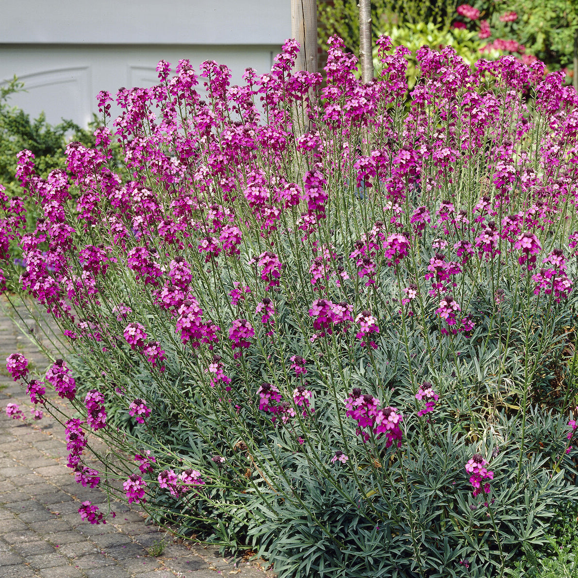 Giroflée arbustive 'Bowles Mauve' - Bakker