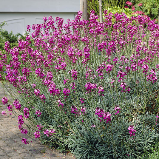 Giroflée arbustive 'Bowles Mauve' - Bakker