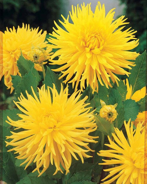 Dahlia cactus nain Yellow Happiness - Dahlia yellow happiness - Bulbes à fleurs