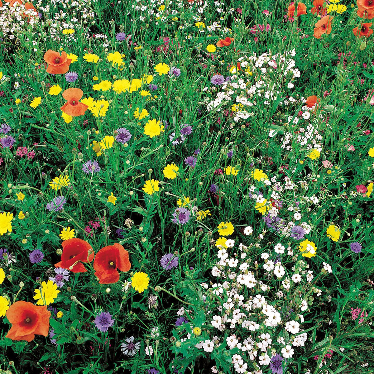 Graines de fleurs sauvages en mélange - 100 m² - Bakker