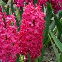 6 Jacinthes Jan Bos rouge - Bulbes de Jacinthe - Bakker