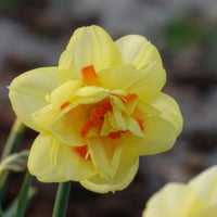 Vente 10 Narcisses à fleurs doubles Tahiti