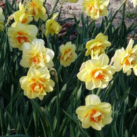 Vente 10 Narcisses à fleurs doubles Tahiti - Narcissus Tahiti