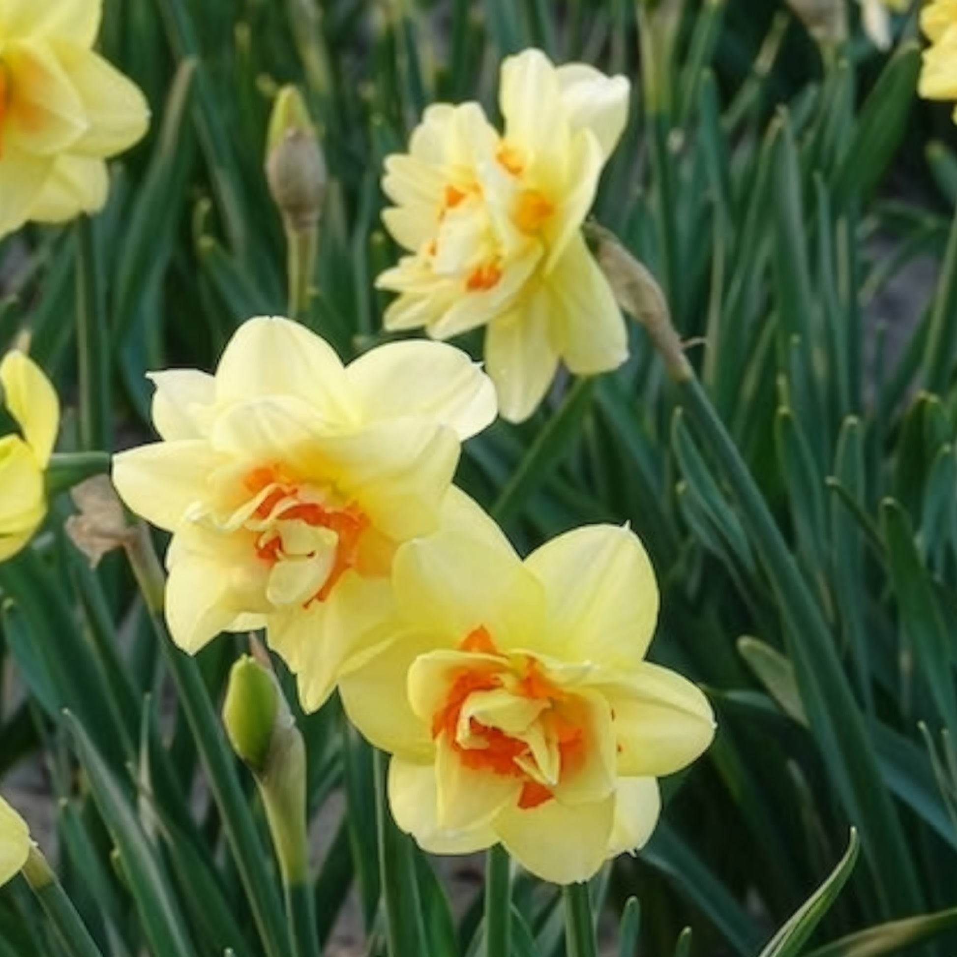 Narcissus Tahiti - 10 Narcisses à fleurs doubles Tahiti - Bulbes de Narcisse