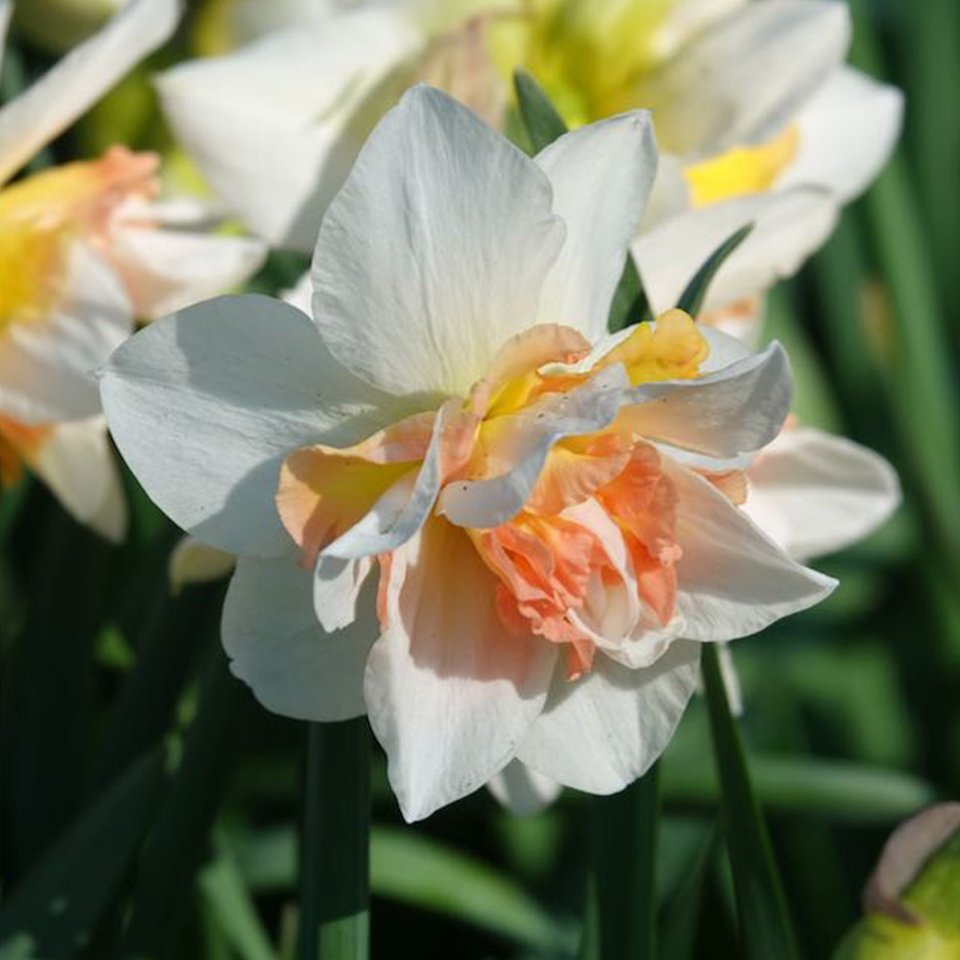 Narcissus replete - 10 Narcisses à fleurs doubles Replete - Bulbes de Narcisse