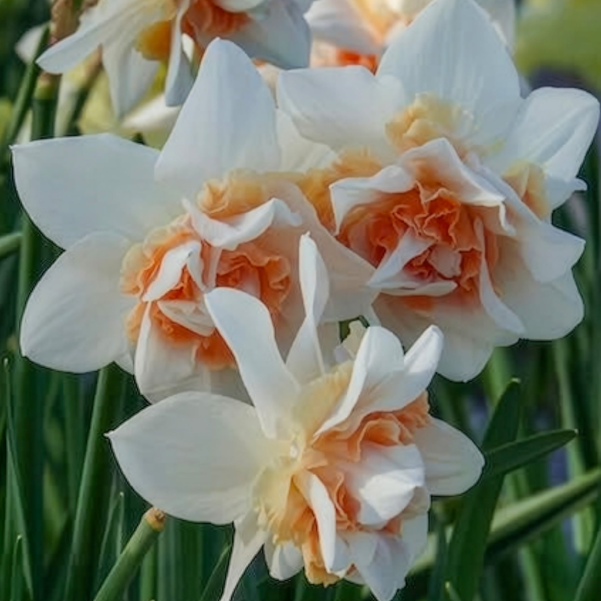 10 Narcisses à fleurs doubles Replete - Narcissus replete - Bakker