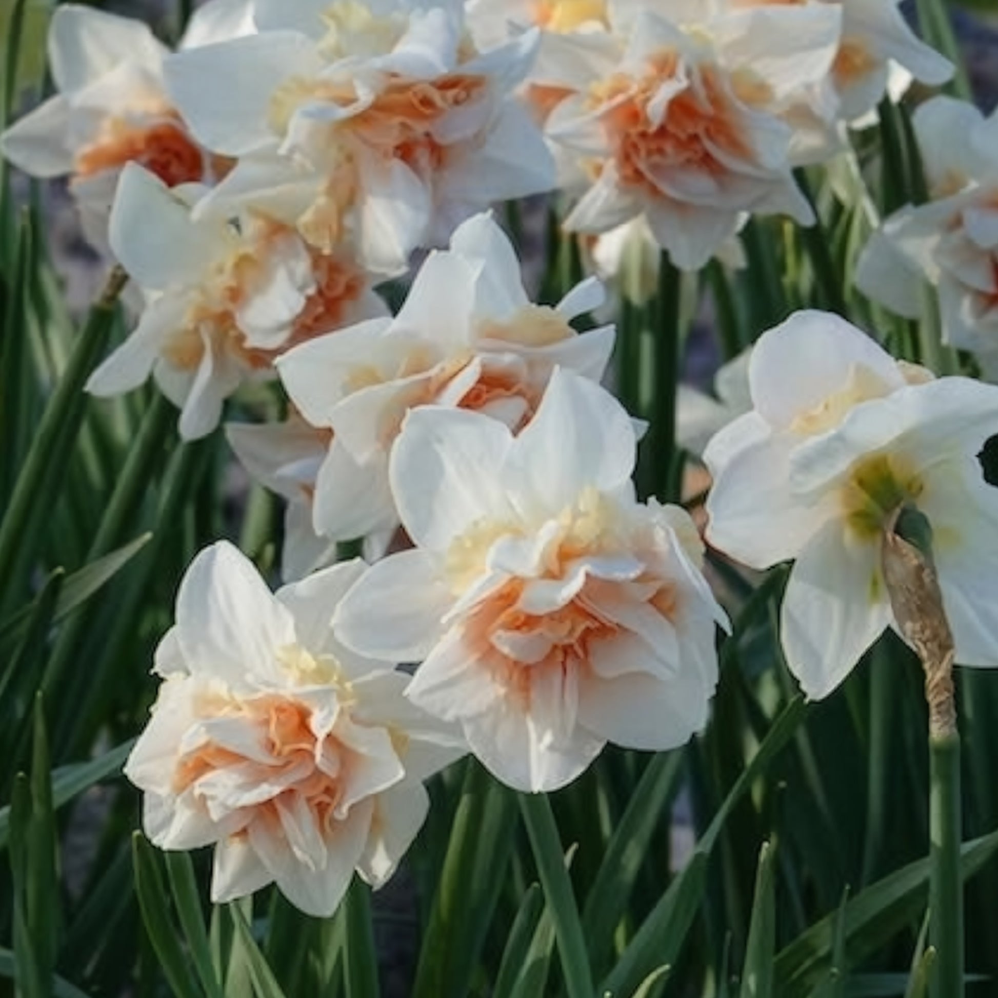 Bulbes de Narcisse - 10 Narcisses à fleurs doubles Replete - Narcissus replete