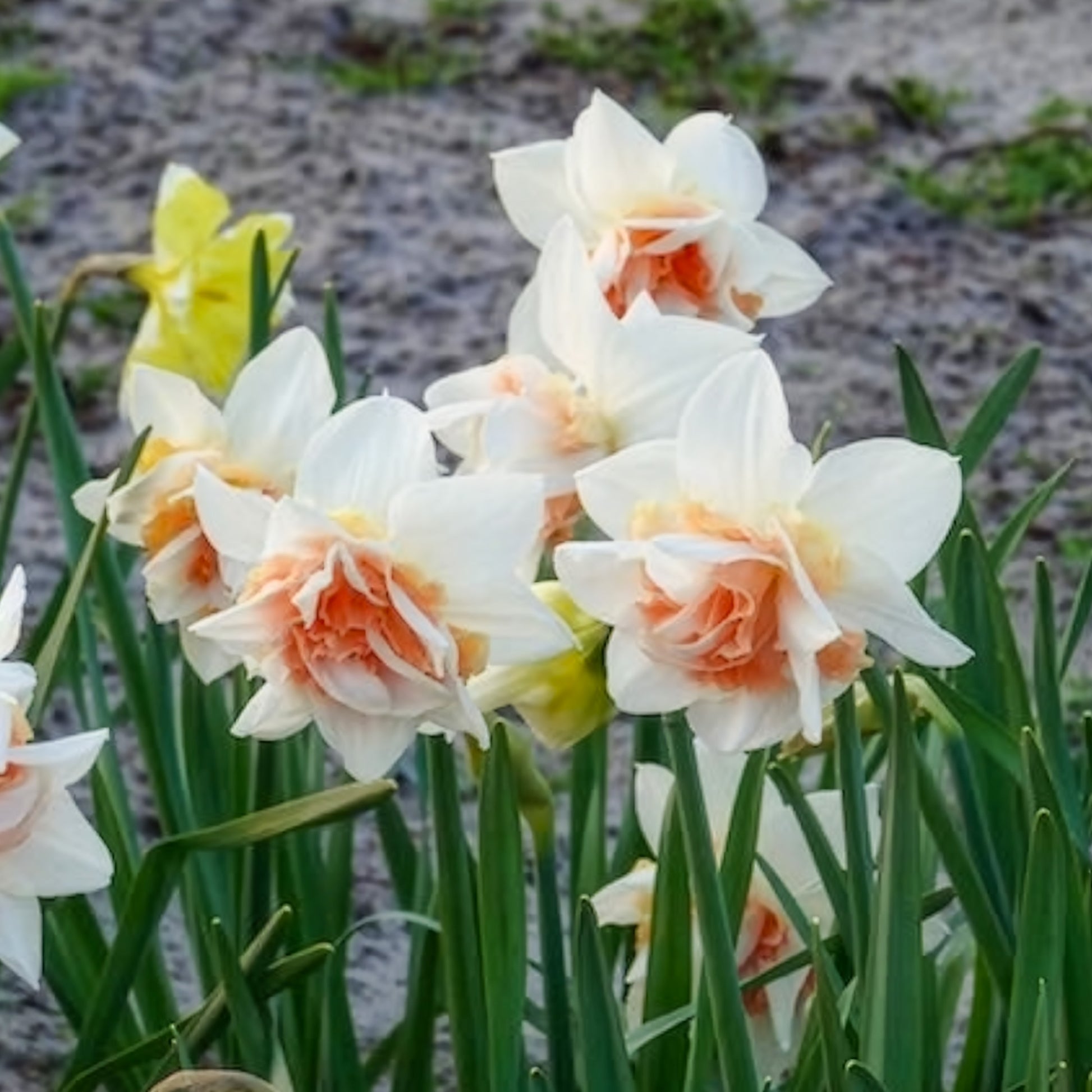 Vente 10 Narcisses à fleurs doubles Replete - Narcissus replete