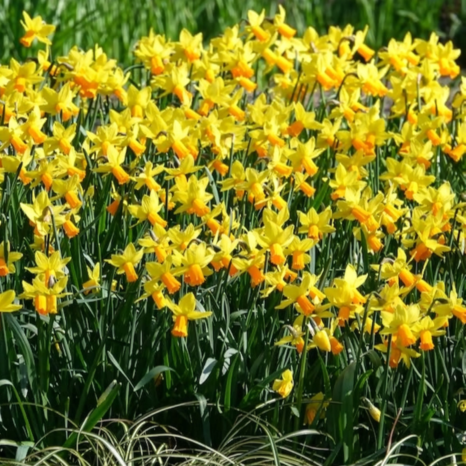 Vente 5 Mini-narcisses Jet Fire - Bulbes de Narcisse