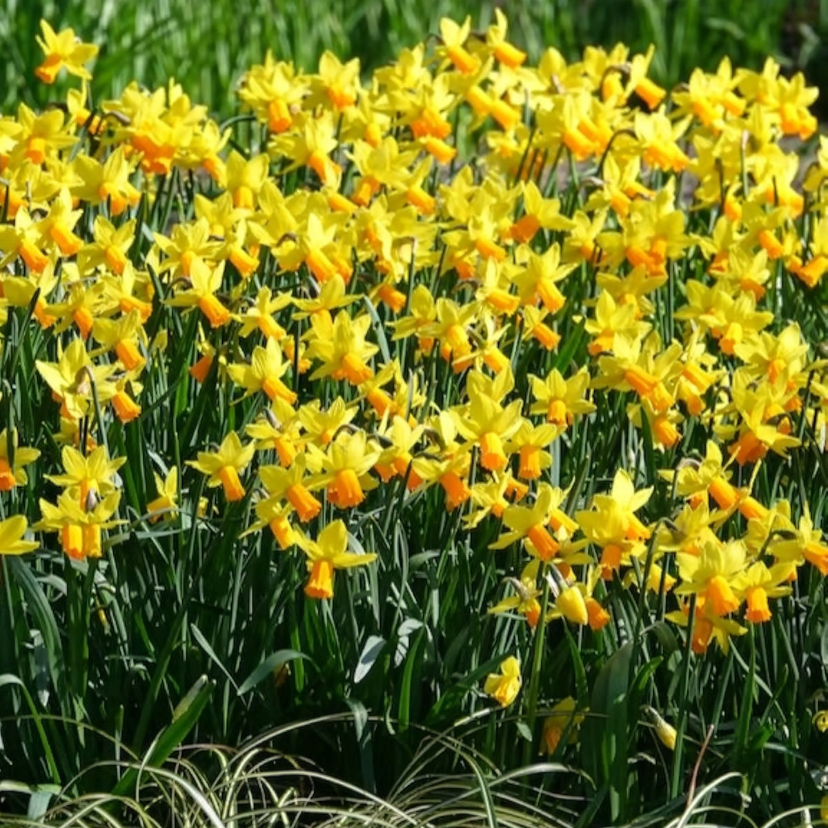 Vente 5 Mini-narcisses Jet Fire - Bulbes de Narcisse
