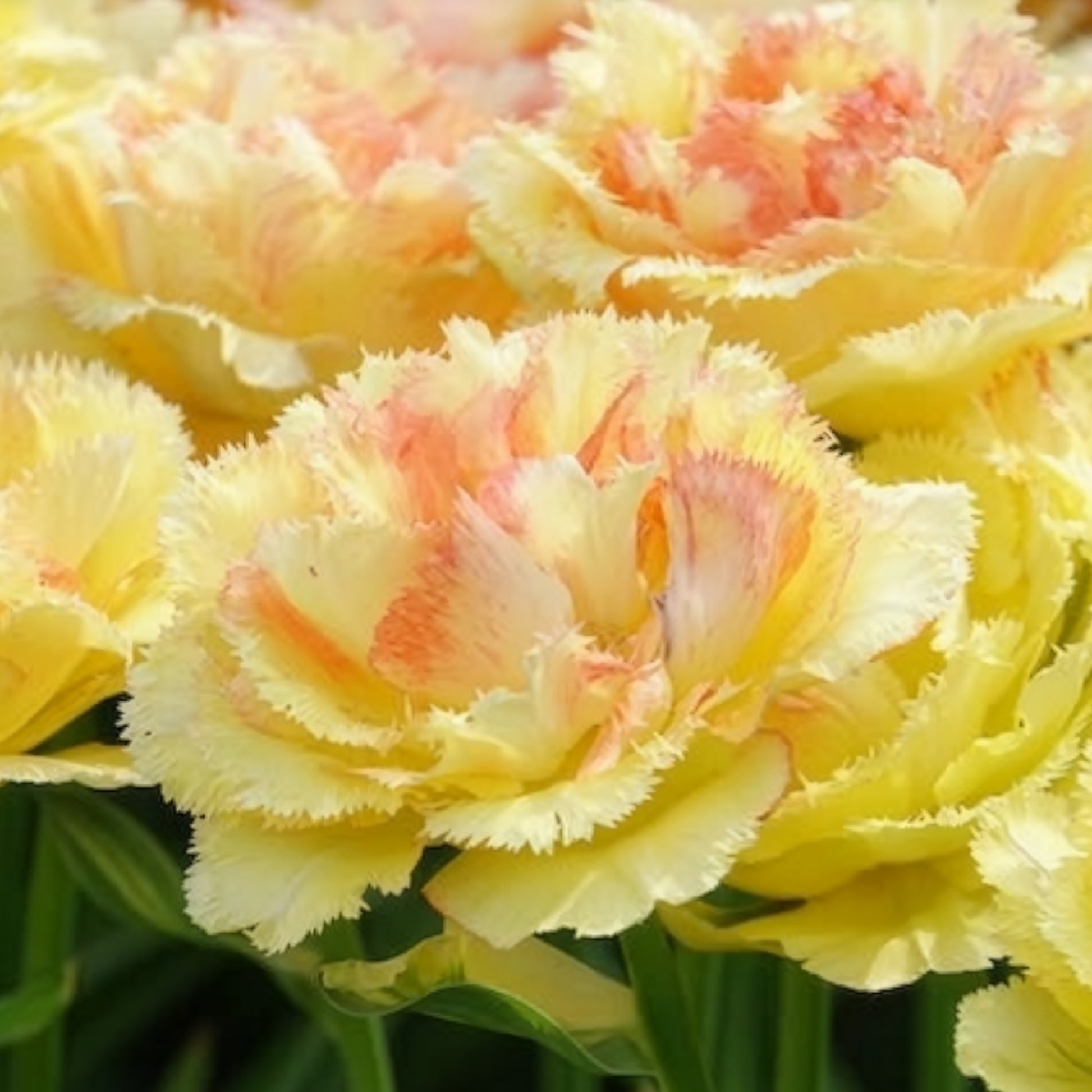 Tulipa vaya con dios - Tulipe double frangée Vaya con Dios - Bulbes de Tulipe