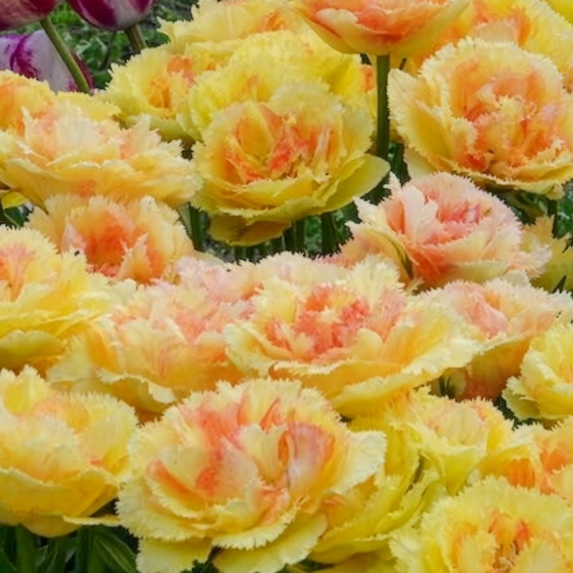 Bulbes de Tulipe - Tulipe double frangée Vaya con Dios - Tulipa vaya con dios