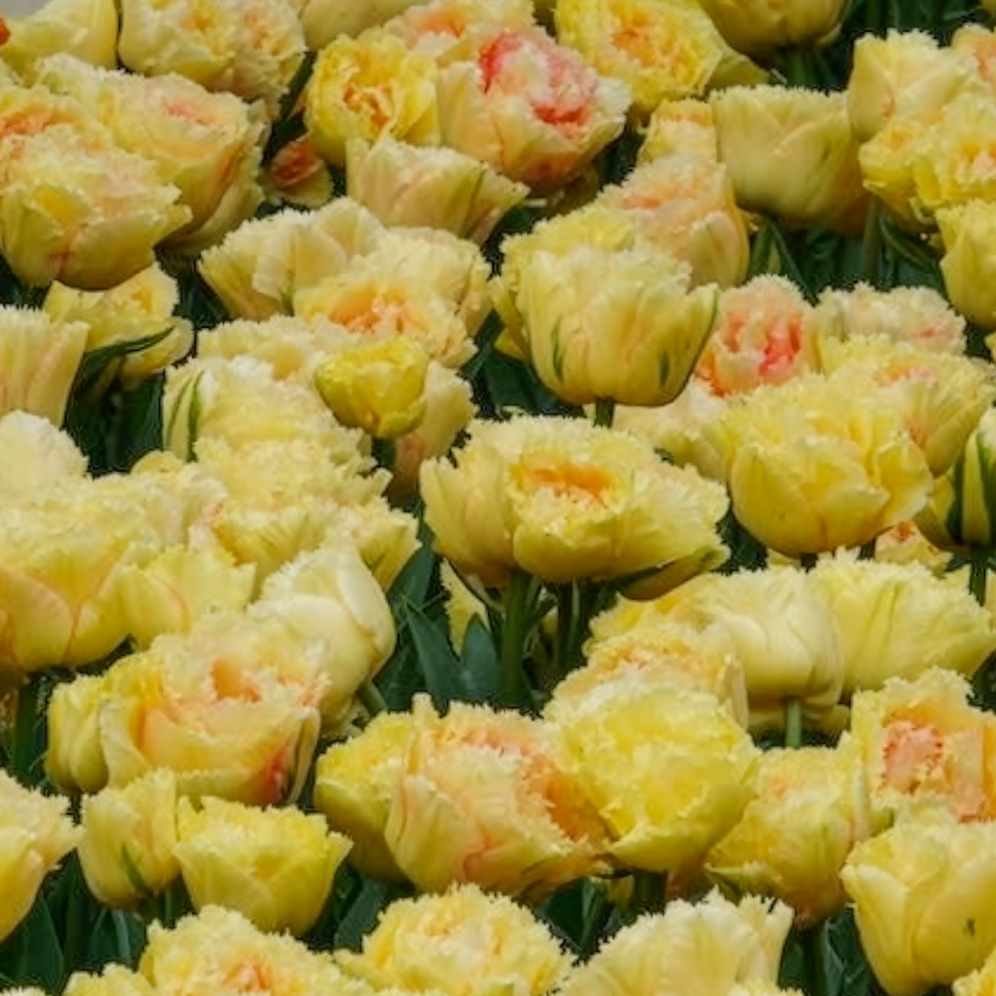 Tulipe double frangée Vaya con Dios - Tulipa vaya con dios - Bakker
