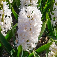 Hyacinthus orientalis - 3 Jacinthes blanches - Bulbes de Jacinthe