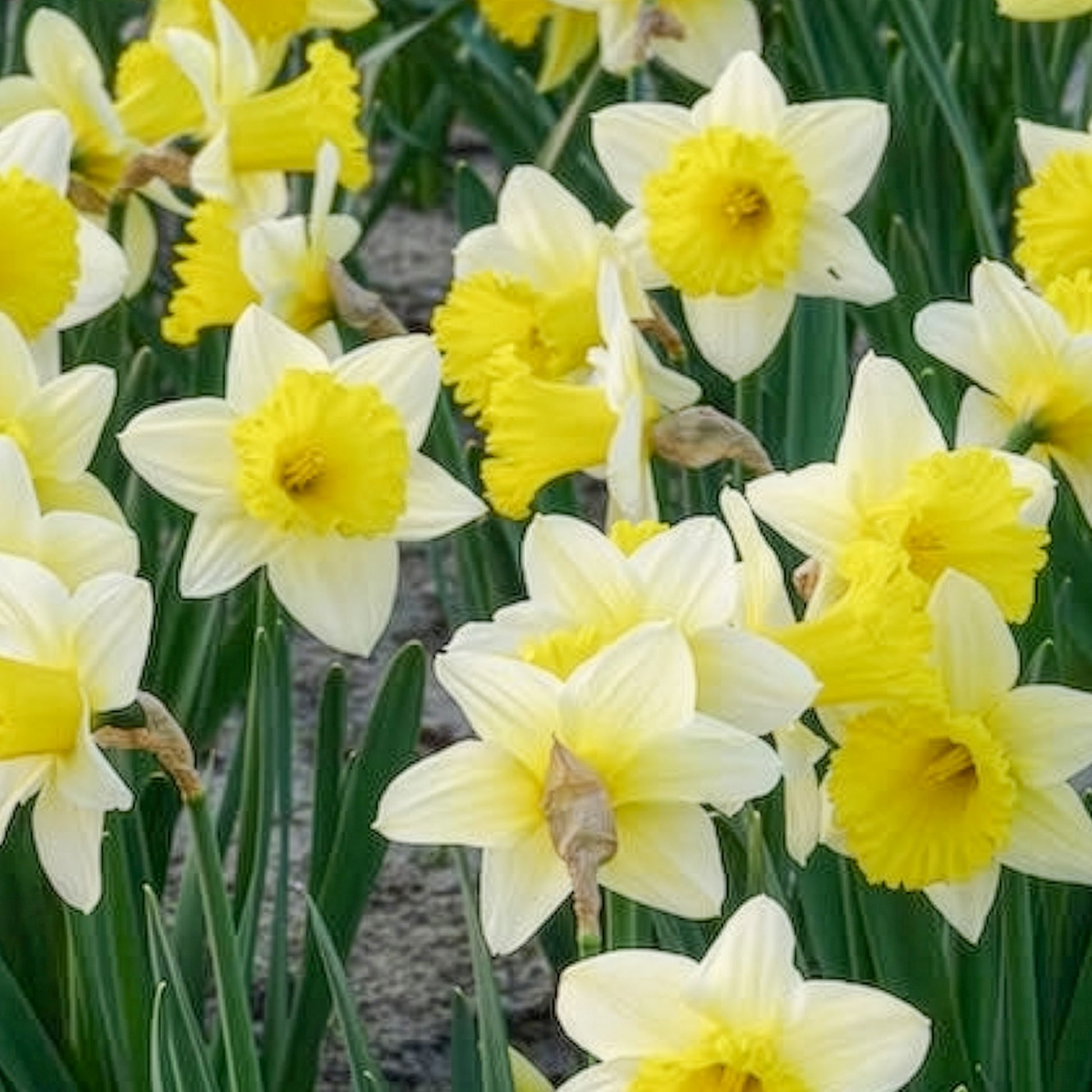 Vente Bulbes de Narcisse - 10 Narcisses Goblet