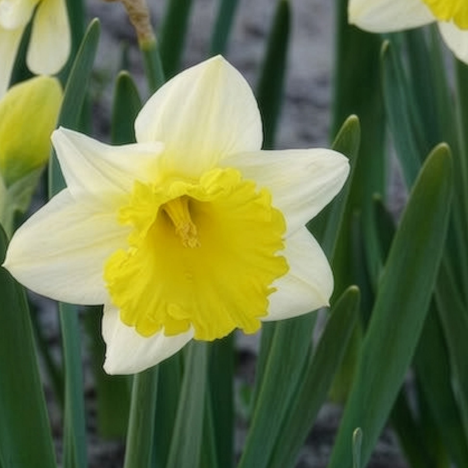 10 Narcisses Goblet - Bulbes de Narcisse - Bakker