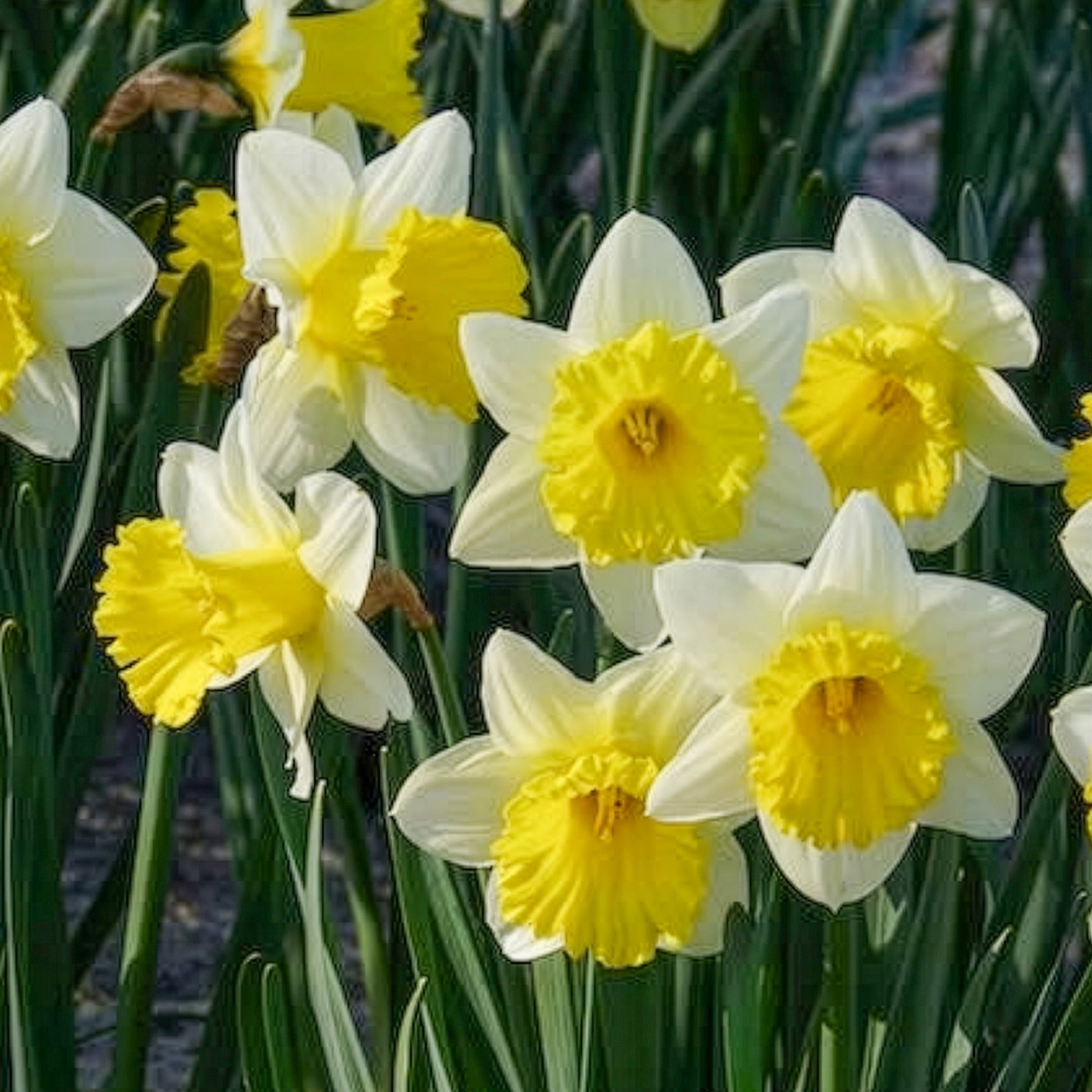 Vente 10 Narcisses Goblet - Bulbes de Narcisse